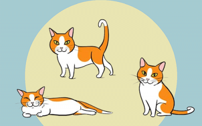 Understanding Cat Behavior Infographic