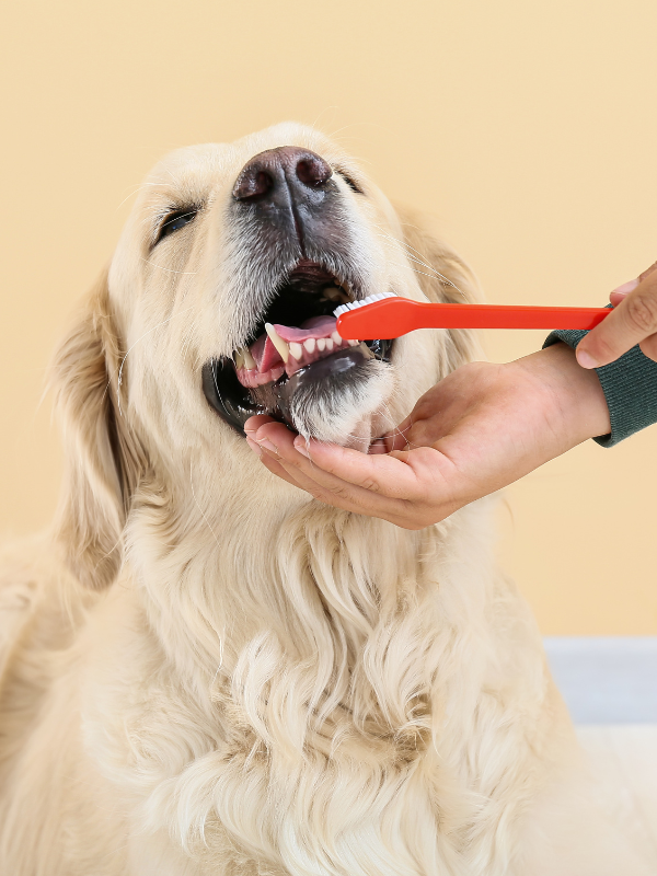 A person using a red toothbrush to brush a dog's teeth