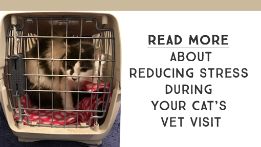 A black and white cat sits inside a pet carrier