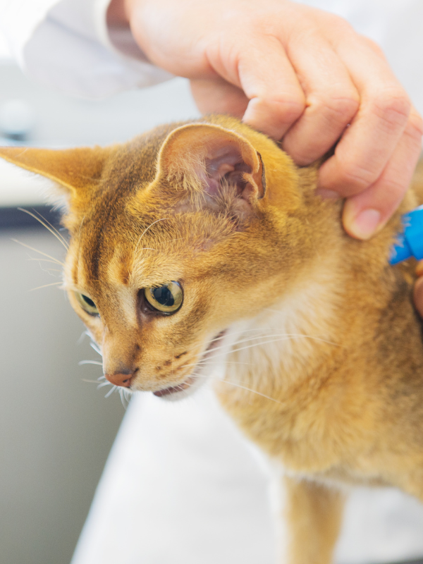 a person doing microchip to a cat